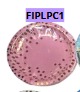 [FIPLPC1] Platos para Cumpleaños 10 piezas 7"